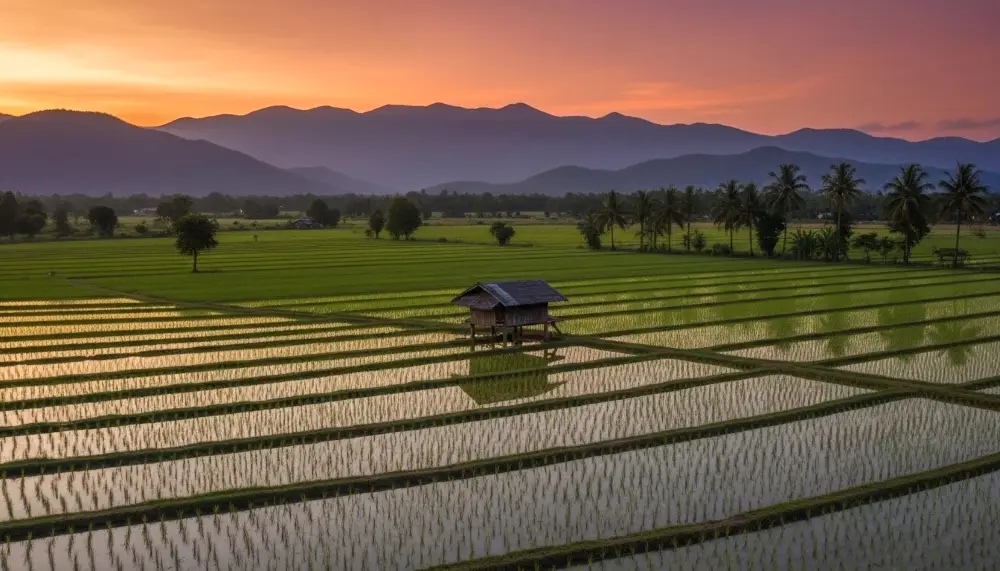 rice paddies in the Chiang Rai