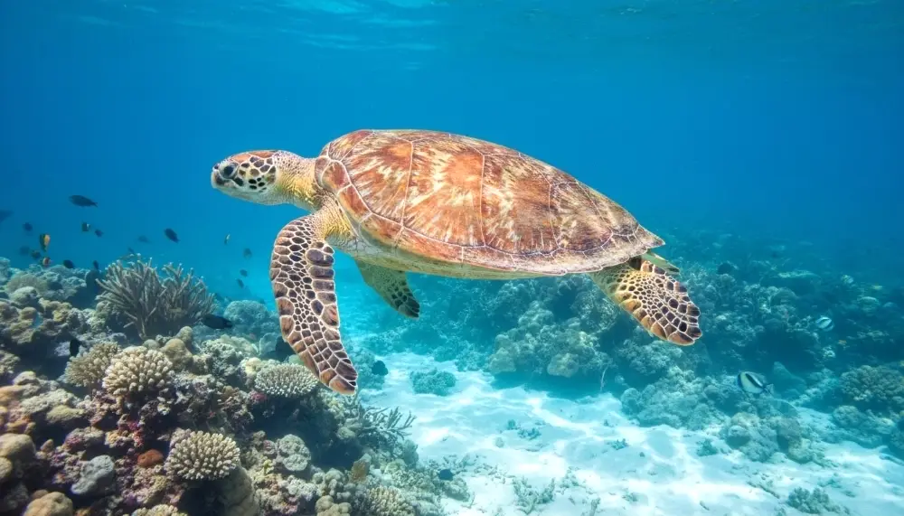 sea turtle swimming