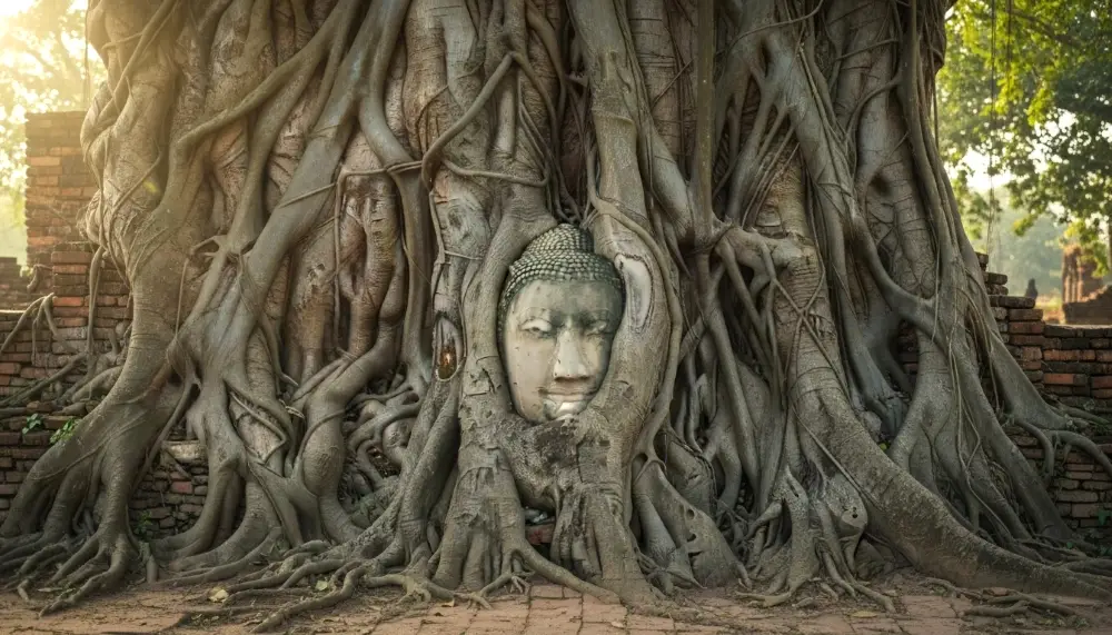 stone Buddha head tree Wat Mahathat
