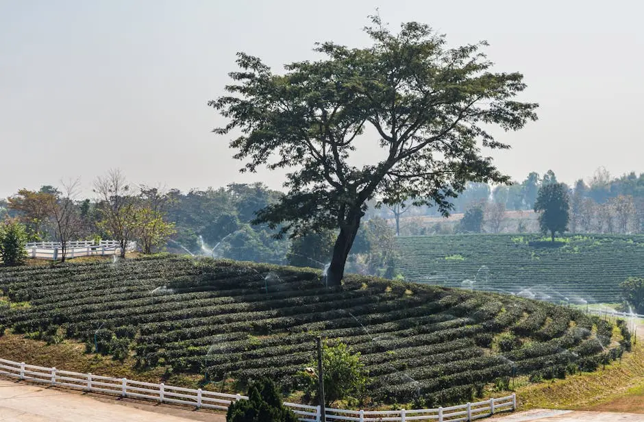A Tranquil View Of A Tea Plantation With A Single Tree In Chiang Rai T