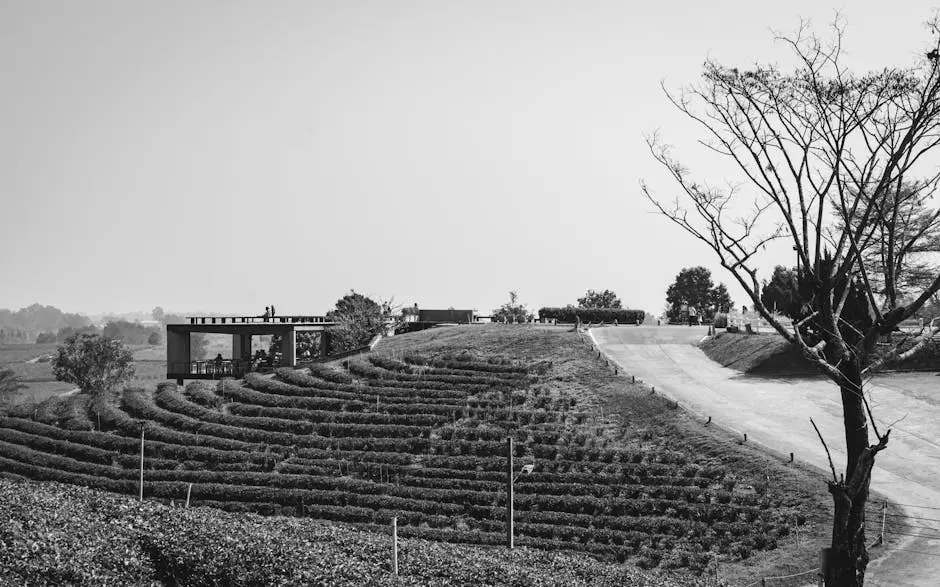 Black And White View Of A Peaceful Tea Plantation Landscape In Chiang