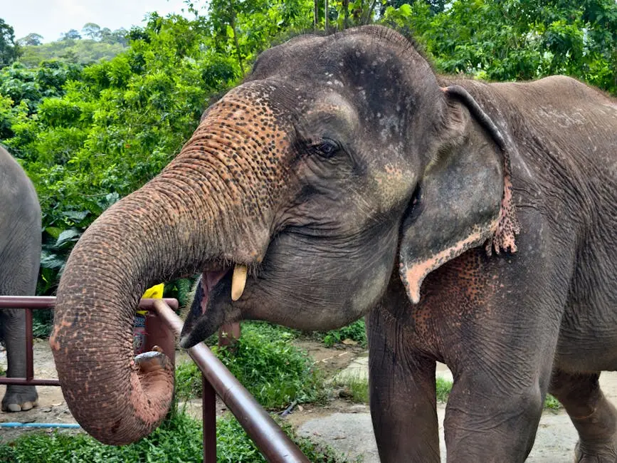 Captivating Image Of An Asian Elephant In A Lush Thai Sanctuary Settin