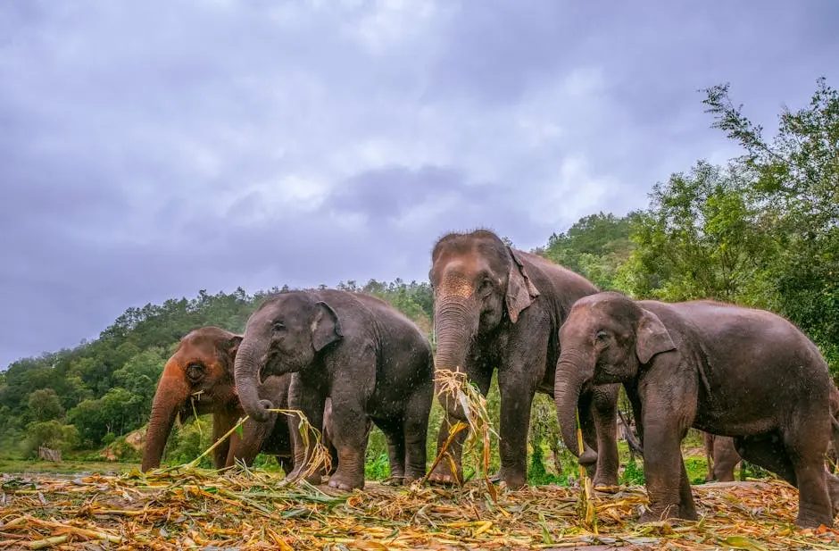 Ethical Elephant Sanctuaries