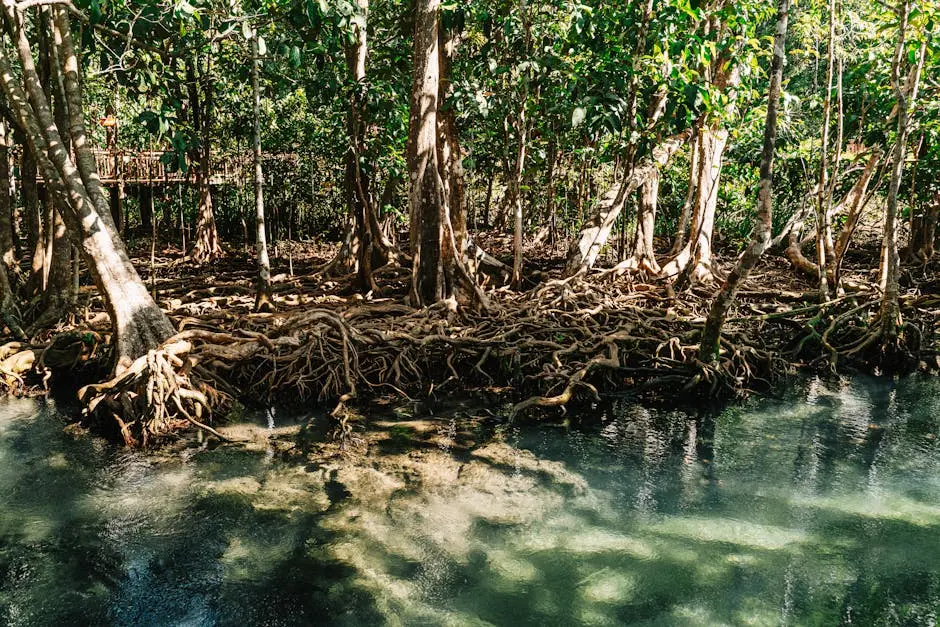 Lush Mangrove Forest With Intricate Root Systems In Krabi Thailand