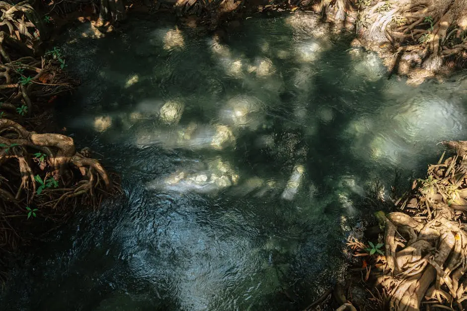 Serene Spring Water Flows Through Mangroves In Krabi Thailand Showcasi