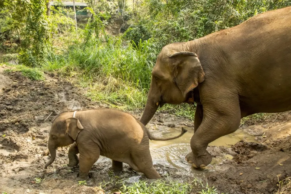 Khao Yai Safaris