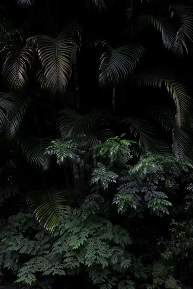 Best Night Safari Experiences