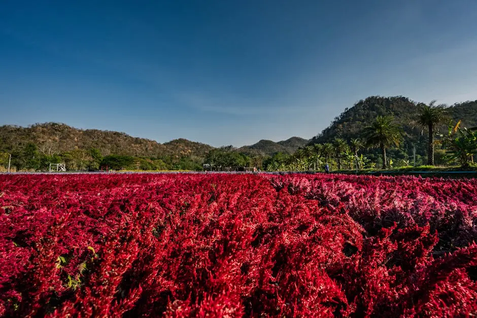 Vibrant Flowers Bloom Under A Clear Sky In Thailand With Scenic Mounta