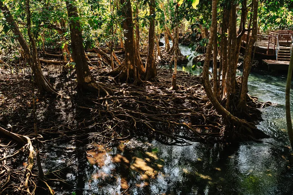 Vibrant Mangrove Roots And Water In Krabi Thailand S Rich Ecosystem