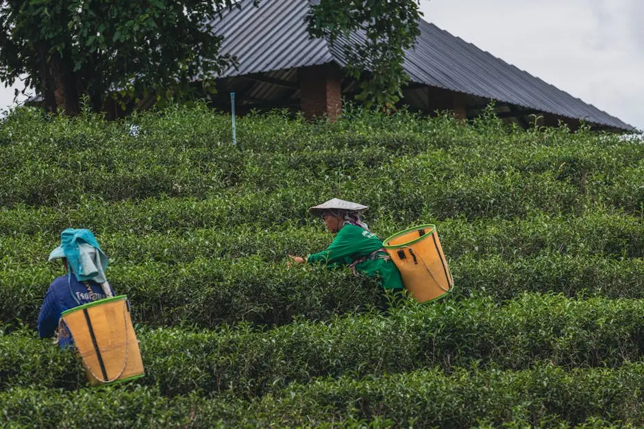 Workers Picking Tea Leaves At A Plantation In Chiang Rai Thailand